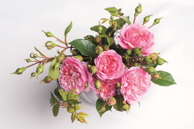 Rose vintage. Le varietà più belle per la casa e il giardino - Jane Eastoe  Libro - Libraccio.it